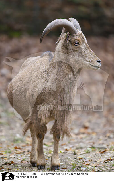 Mhnenspringer / Barbary sheep / DMS-13906