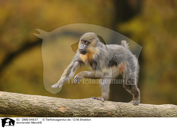 rennender Mandrill / running Mandrill / DMS-04637