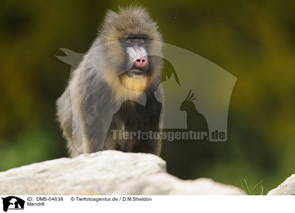 Mandrill / Mandrill / DMS-04638