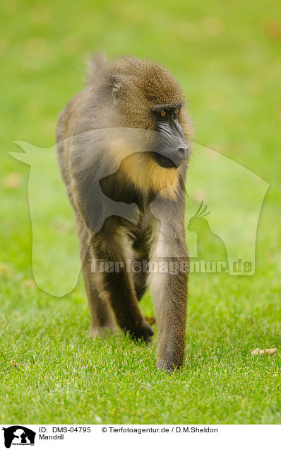 Mandrill / Mandrill / DMS-04795