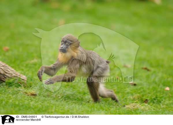 rennender Mandrill / DMS-04801