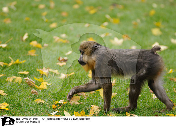 laufender Mandrill / walking Mandrill / DMS-04806