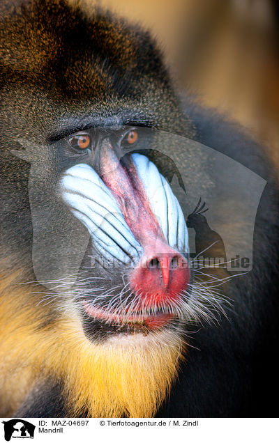 Mandrill / MAZ-04697