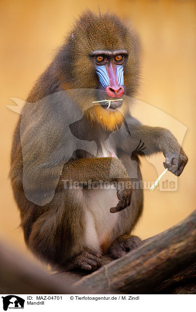 Mandrill / Mandrill / MAZ-04701