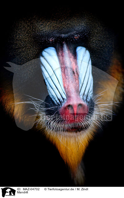 Mandrill / Mandrill / MAZ-04702