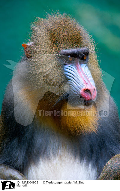 Mandrill / Mandrill / MAZ-04952