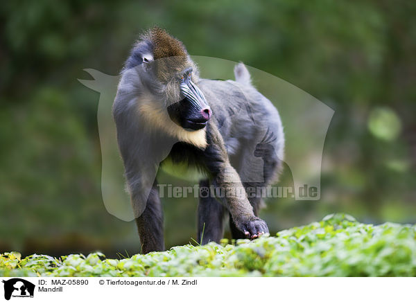 Mandrill / Mandrill / MAZ-05890