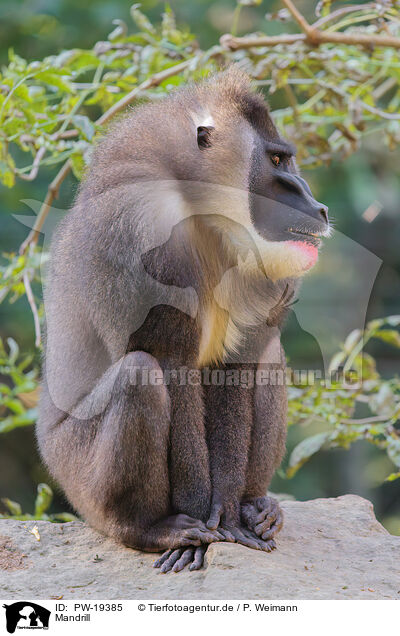 Mandrill / Mandrill / PW-19385