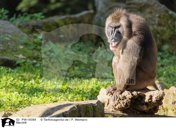 Mandrill / Mandrill / PW-19389