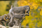 Mandrills