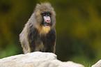 Mandrill