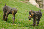 Mandrills