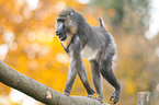 laufender Mandrill