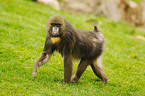 Mandrill