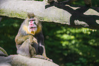 Mandrill