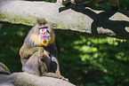 Mandrill