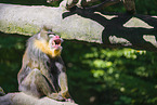 Mandrill