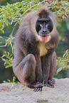 Mandrill