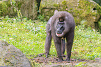 Mandrill