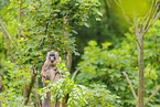 Mandrill