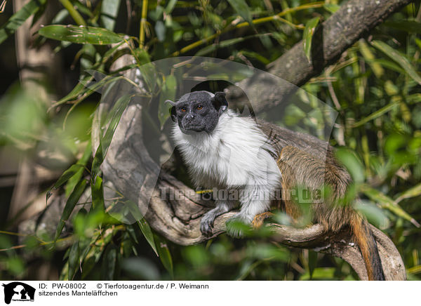 sitzendes Mantelffchen / sitting Pied Tamarin / PW-08002