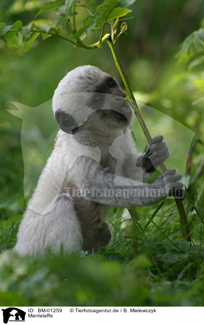 Mantelaffe / monkey / BM-01259