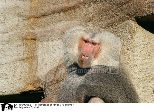 Mantelpavian Portrait / baboon / RR-00682