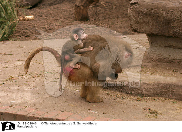 Mantelpaviane / baboons / SS-01046