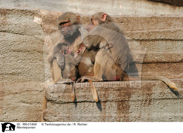 Mantelpavian / baboon / RR-01866