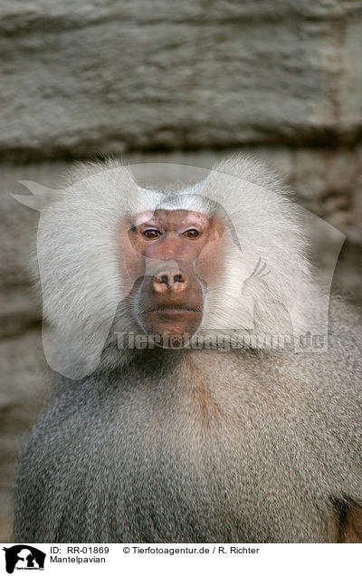Mantelpavian / baboon / RR-01869