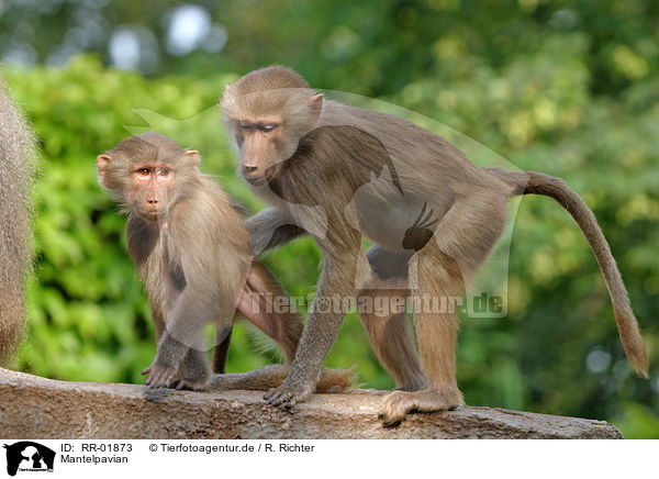 Mantelpavian / baboon / RR-01873