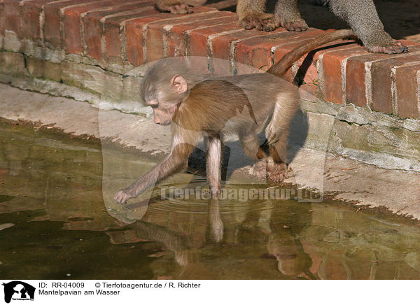 Mantelpavian am Wasser / hamadryas baboon / RR-04009