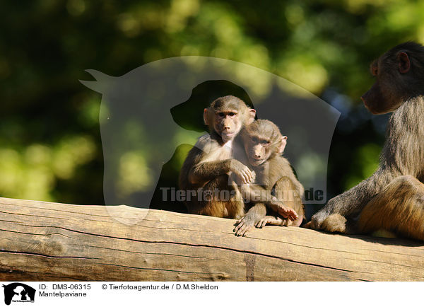 Mantelpaviane / hamadryas baboons / DMS-06315