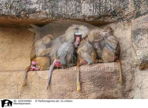 Mantelpaviane / hamadryas baboons / AVD-04883