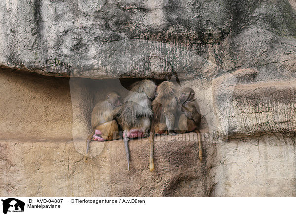 Mantelpaviane / hamadryas baboons / AVD-04887