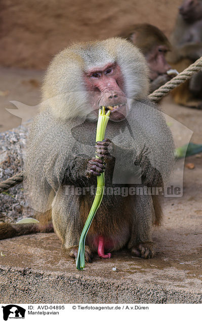 Mantelpavian / hamadryas baboon / AVD-04895