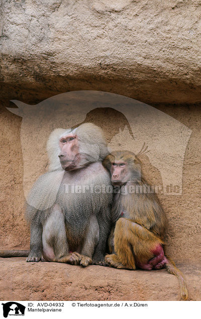 Mantelpaviane / hamadryas baboons / AVD-04932
