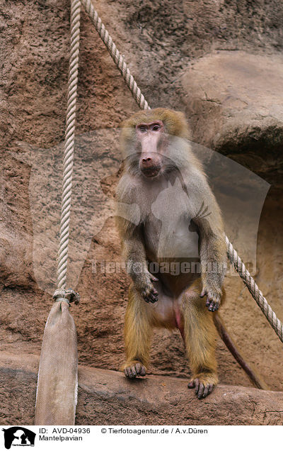 Mantelpavian / hamadryas baboon / AVD-04936