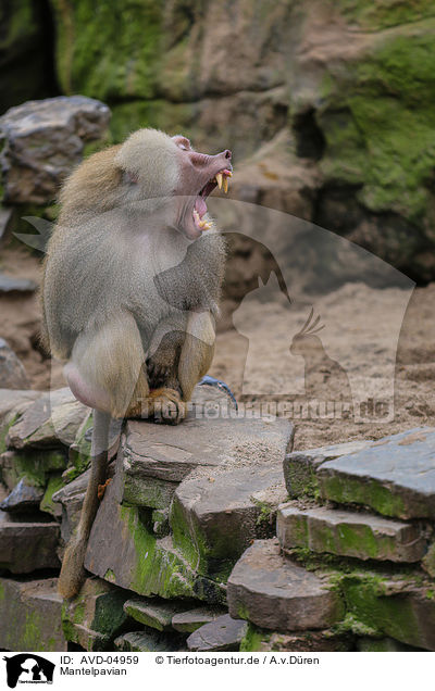 Mantelpavian / hamadryas baboon / AVD-04959
