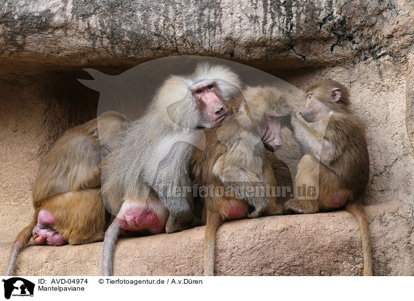 Mantelpaviane / hamadryas baboons / AVD-04974