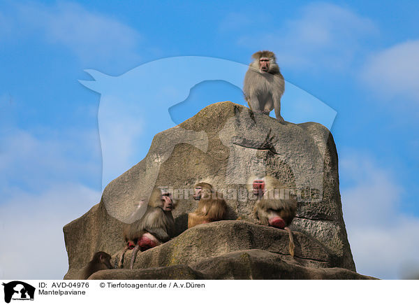 Mantelpaviane / hamadryas baboons / AVD-04976