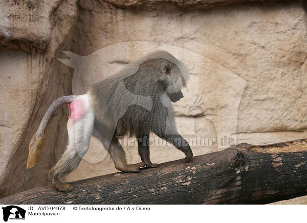 Mantelpavian / hamadryas baboon / AVD-04978