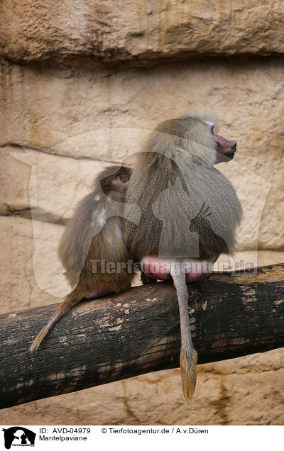 Mantelpaviane / hamadryas baboons / AVD-04979