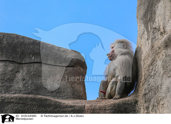 Mantelpavian / hamadryas baboon / AVD-04980