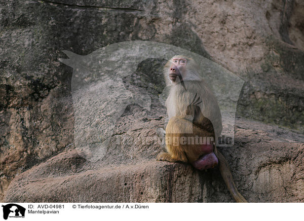 Mantelpavian / hamadryas baboon / AVD-04981