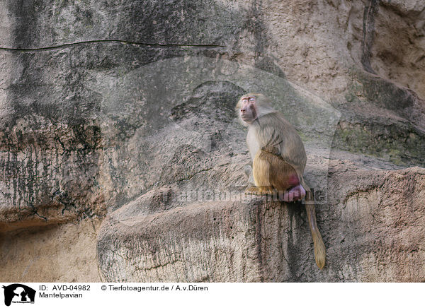 Mantelpavian / hamadryas baboon / AVD-04982