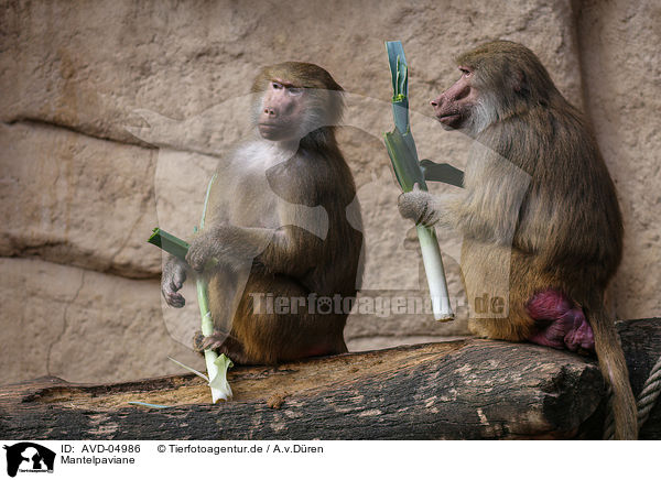 Mantelpaviane / hamadryas baboons / AVD-04986