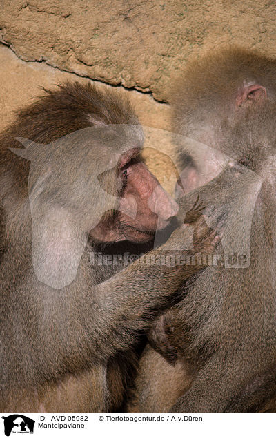 Mantelpaviane / hamadryas baboons / AVD-05982