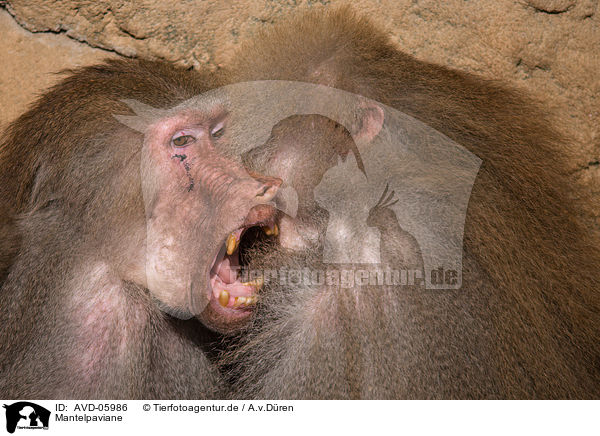 Mantelpaviane / hamadryas baboons / AVD-05986