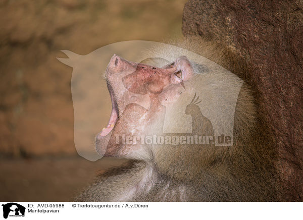 Mantelpavian / hamadryas baboon / AVD-05988